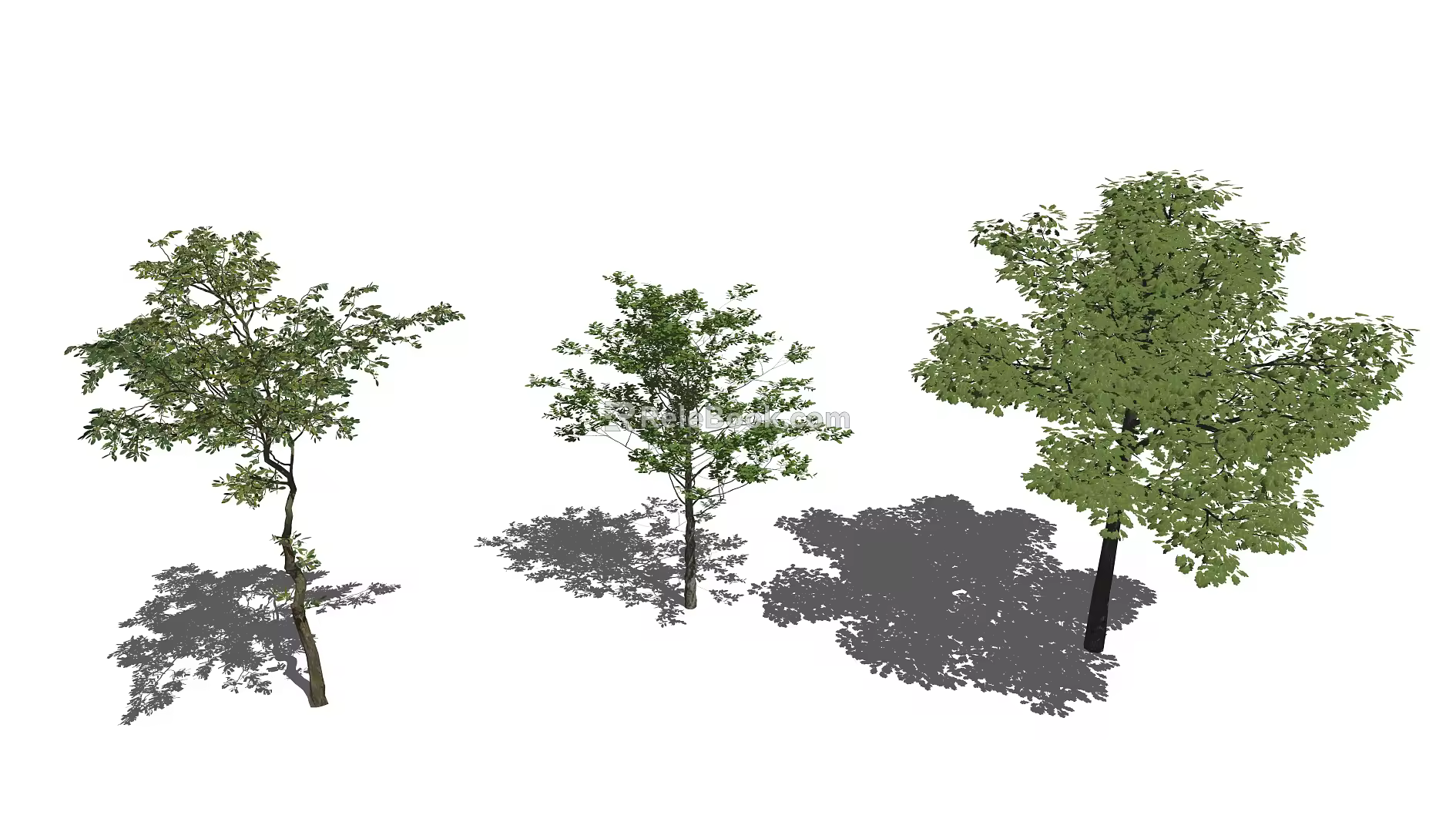 Modern Tree Landscape Tree 3d model