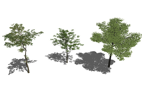 Modern Tree Landscape Tree 3d model