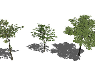 Modern Tree Landscape Tree 3d model