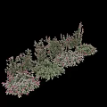 Lush Flowering Climbing Vines With Pink White Blooms And Green Leaves On Garden Wall
