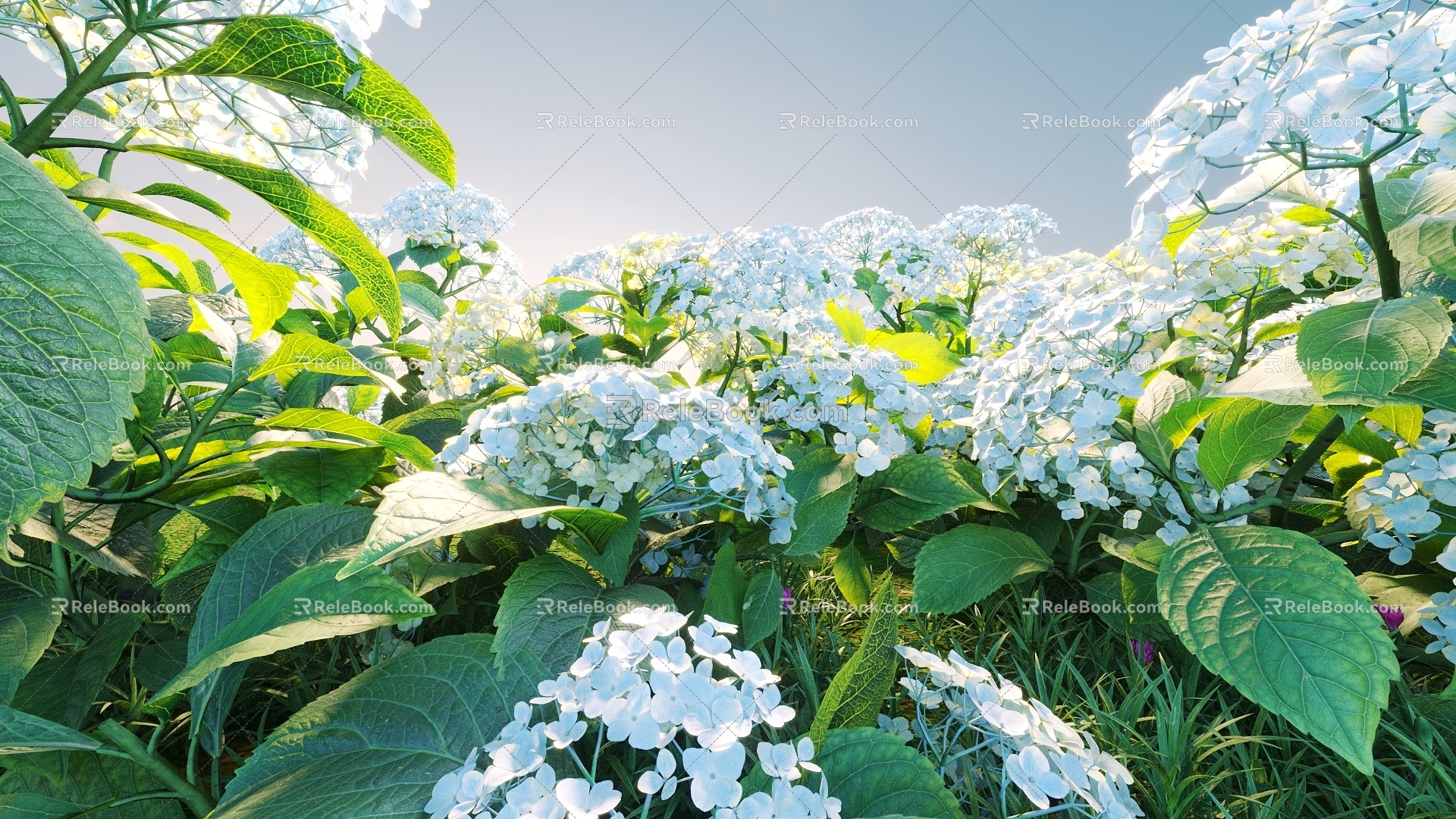 Flowers and plants combination landscape shrubs shrubs plant combination natural landscape hydrangea 3d model