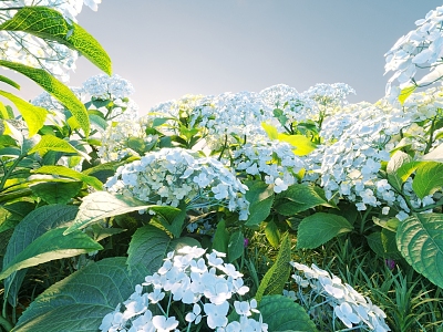 Flowers and plants combination landscape shrubs plant combination natural landscape hydrangea 3d model