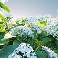 Flowers and plants combination landscape shrubs shrubs plant combination natural landscape hydrangea 3d model