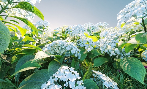 Flowers and plants combination landscape shrubs plant combination natural landscape hydrangea 3d model