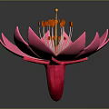 Pink Flower With Large Petals And Orange Stamens On Dark Background With Reflection