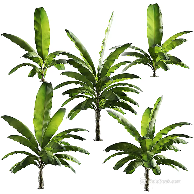 Multiple Lush Tropical Trees Featuring Large Green Leaves And Healthy Foliage 3d model 