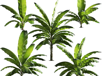Multiple Lush Tropical Trees Featuring Large Green Leaves And Healthy Foliage 3d model