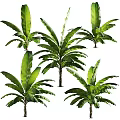 Multiple Lush Tropical Trees Featuring Large Green Leaves And Healthy Foliage
