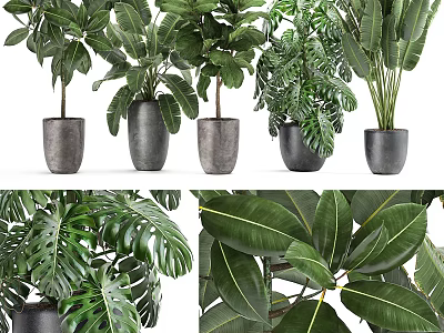 Indoor Decorative Potted Plants With Lush Green Leaves In Modern Gray Ceramic Pots For Home 3d model
