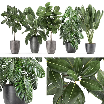 Indoor Decorative Potted Plants With Lush Green Leaves In Modern Gray Ceramic Pots For Home 3d model
