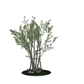 Two Shaped Chinese Hackberry Trees With Green Foliage And Curved Branches 3d model
