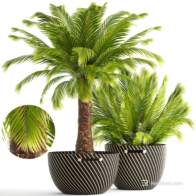 Palm Potted Plants With Green Lush Leaves And Black White Striped Planters 3d model 