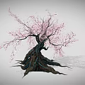 Ancient Tree With Thick Trunk And Twisted Roots Bearing Pink Flowers