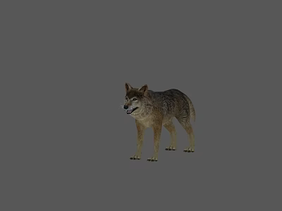 Gray Background With Realistic Reptile Model Standing In Studio 3d model