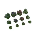 Colorful Flower Bushes With Purple Pink White Blue Blooms And Green Leaves For Garden Decor