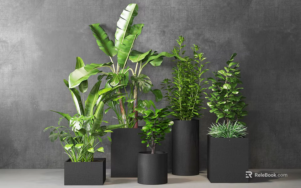 Multiple Indoor Bonsai and Potted Green Plants in Black Planters Against Gray Wall 3d model 