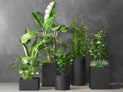 Multiple Indoor Bonsai and Potted Green Plants in Black Planters Against Gray Wall 3d model