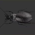 Dark Metallic Beetle With Long Antennae And Shiny Exoskeleton On Gray Background 3d model