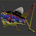 Detailed 3D Rendering of Grasshopper Anatomical Structure with Internal Organs and External Hairs