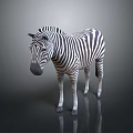 Zebra With Black And White Stripes Standing On Dark Background With Reflection