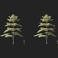 Two Mature Tree Specimens With Lush Foliage And Human Figure For Scale Reference