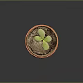 Young Green Seedling Growing in Terracotta Pot with Saucer on Dark Surface