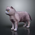 Gray Cat With Yellow Eyes Standing On Dark Background With Fluffy Fur And Reflection
