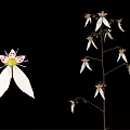 Edible Plant With White Flowers Green Leaves And Roots On Black Background