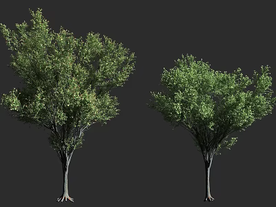 Lush Arbor Trees With Dense Green Foliage And Strong Trunks For Landscaping 3d model