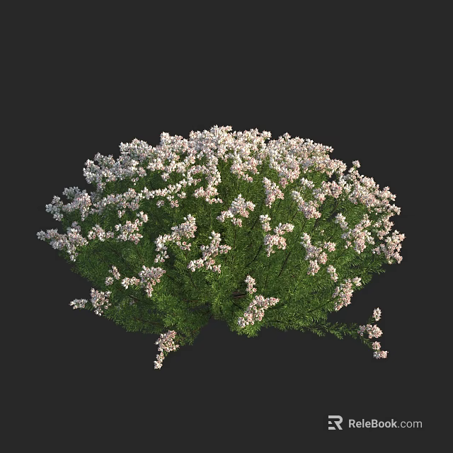 Lush Flowering Shrub with White Flowers and Green Leaves in Garden 3d model 