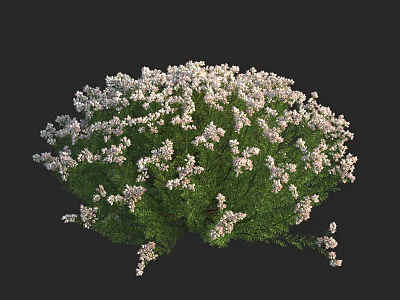 Lush Flowering Shrub with White Flowers and Green Leaves in Garden 3d model