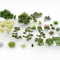 Various Shrubs Types with Diverse Shapes and Foliage for Garden Landscaping