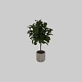 Bonsai Plant with Lush Green Leaves and Slender Trunk in White Textured Pot