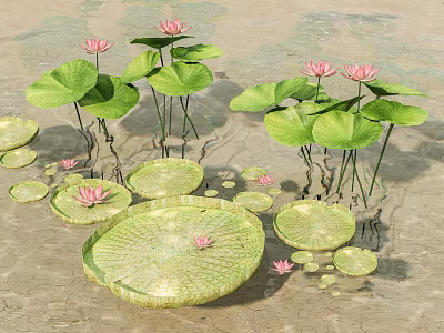 Blooming Pink Lotus Flowers And Green Lily Pads Of Aquatic Plants On Water Surface 3d model