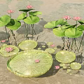 Blooming Pink Lotus Flowers And Green Lily Pads Of Aquatic Plants On Water Surface