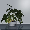 Potted Monstera Plant with Green Leaves in White Pot on Smooth Table Against Light Wall