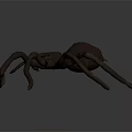 3D Rendered Spider With Long Legs And Brownish Realistic Detailed Design