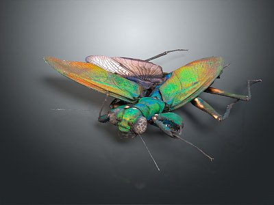 modern mantis sabros winged insect 3d model