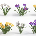 Colorful Crocus Flowers in Purple Yellow White with Green Leaves on White Background