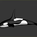 Black and White Orca Whale with Dorsal and Pectoral Fins in Aquatic Scene