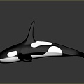 Modern Whale Cartoon Whale Mammal Marine Mammal 3d model