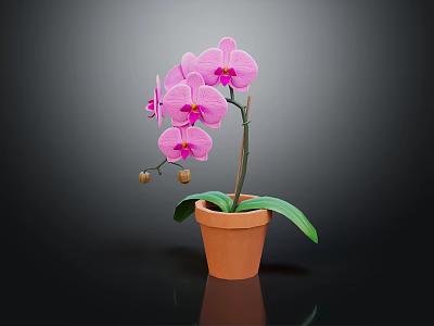 Pink Orchid Plant With Purple Flowers And Green Leaves In Terracotta Pot On Dark Background 3d model
