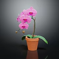 Pink Orchid Plant With Purple Flowers And Green Leaves In Terracotta Pot On Dark Background
