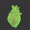 Anatomical Human Heart Model With Detailed Vascular Structure And Red Blue Tissues