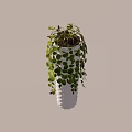 Hanging Potted Plant With Round Green Leaves In Textured White Vase