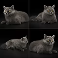 Fluffy Gray Cat With Bright Yellow Eyes Lying On White Background 3d model