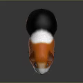 Guinea Pig With Orange White Black Fur And Black Eyes Standing On Shiny Reflective Surface