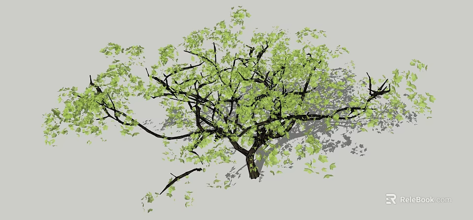 Tall Ornamental Tree With Lush Green Leaves Extended Branches And Natural Shadow 3d model 