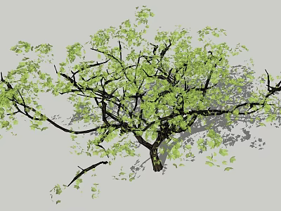 Tall Ornamental Tree With Lush Green Leaves Extended Branches And Natural Shadow 3d model