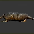 Armadillo Showcasing Detailed Body Structure With Armored Shell On Dark Reflective Surface